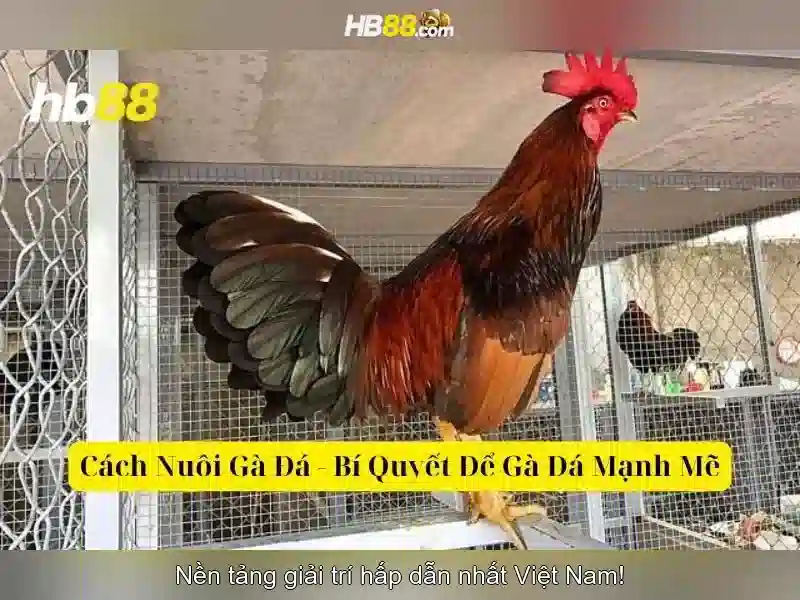 https://dnabet.blog/images/text/hb88/hb88-text2603316554.webp
